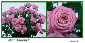 ROSE BR. MON AMOUR 40